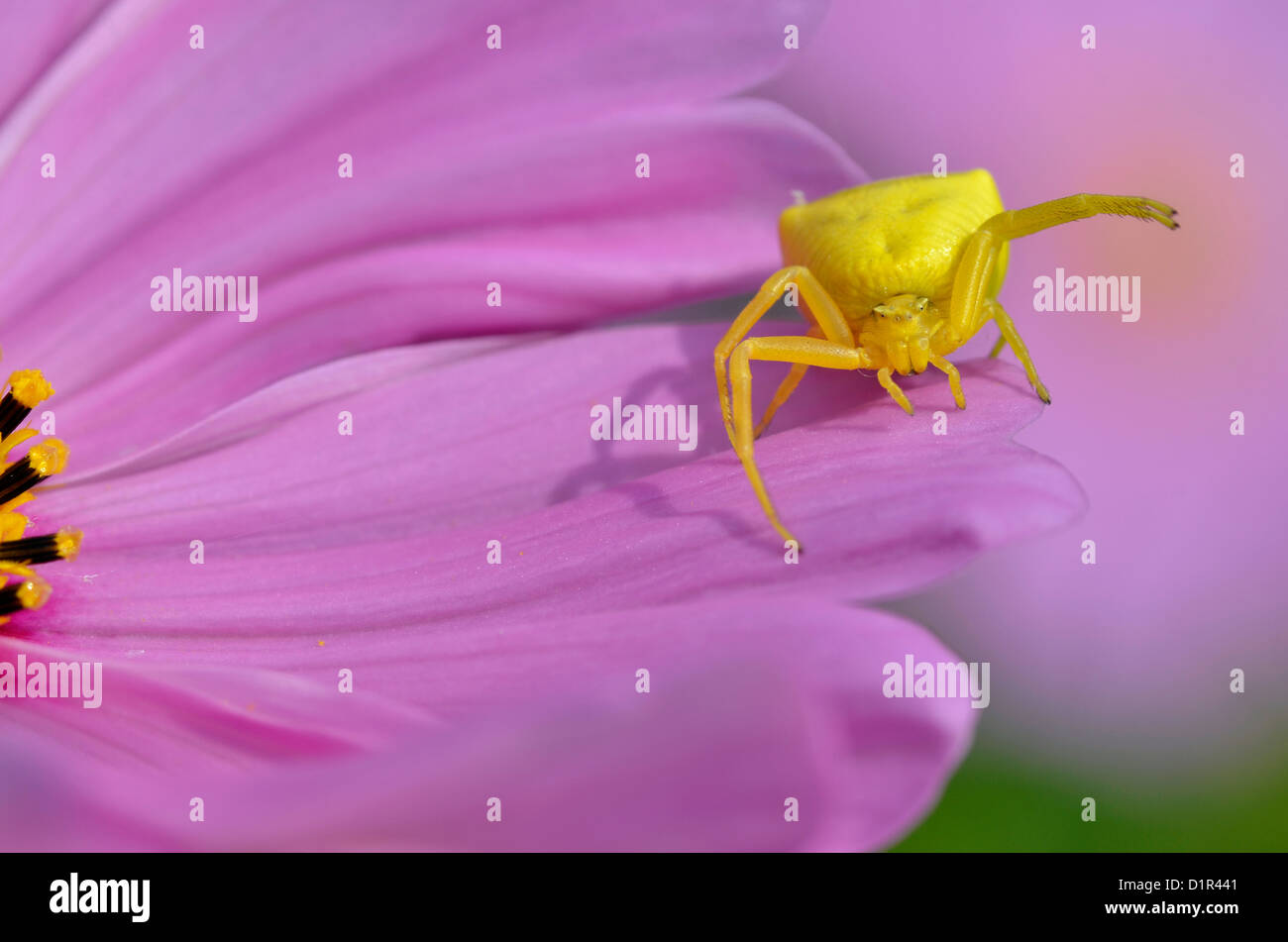 Pink crab spider hi-res stock photography and images - Alamy
