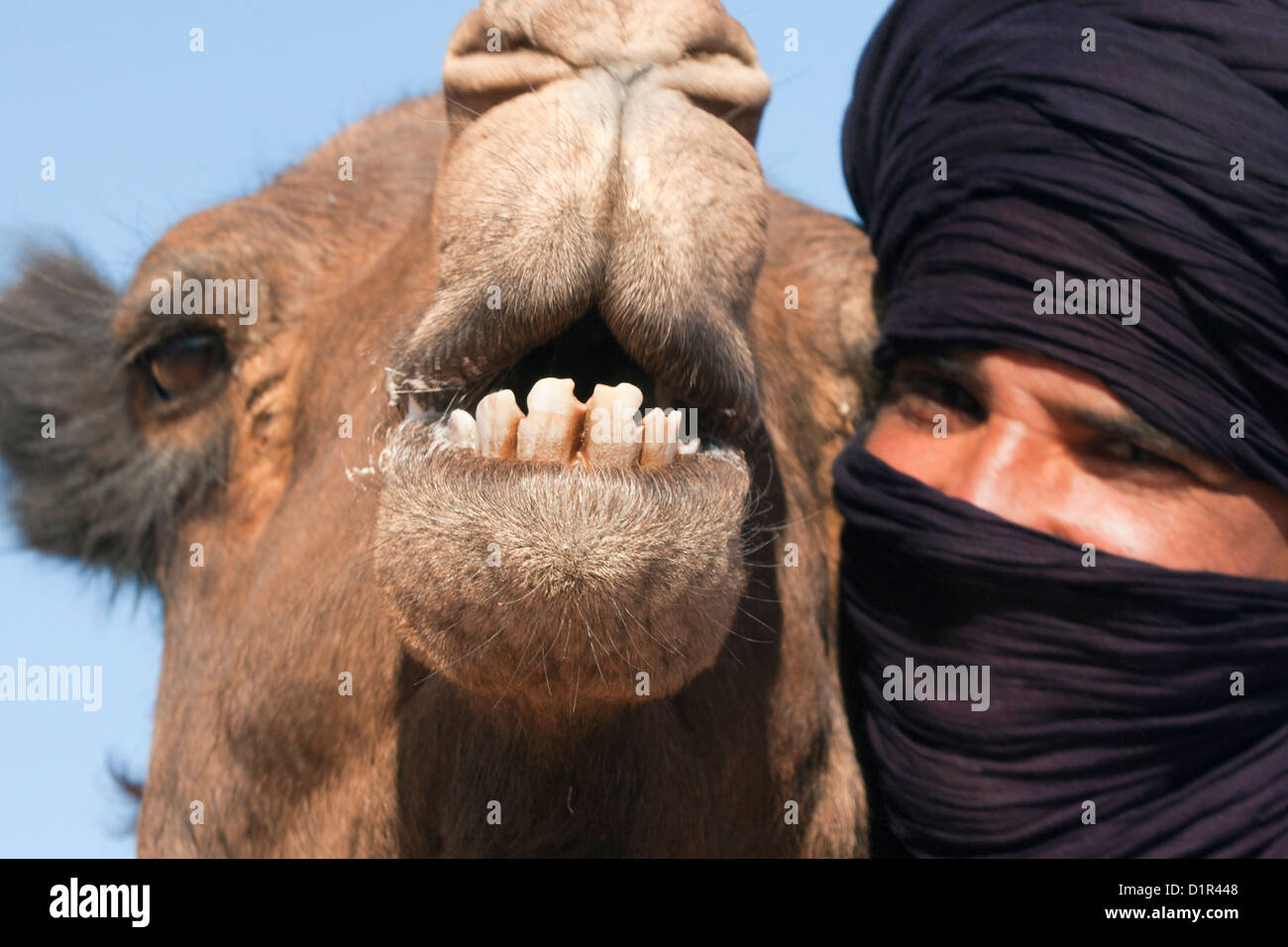 Morocco, M'Hamid, Erg Chigaga. Sahara desert. Camel and camel-driver. Stock Photo