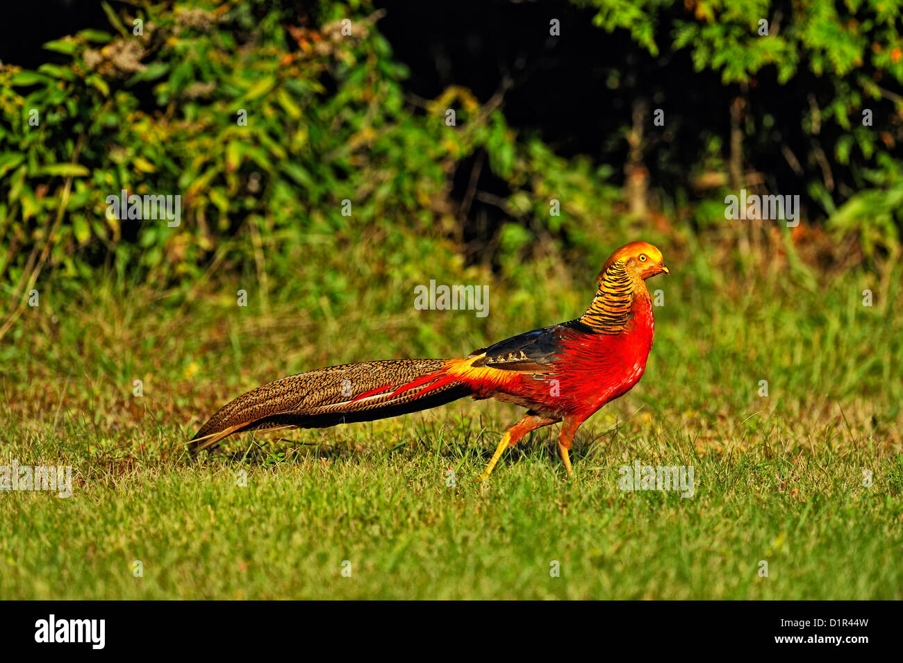 Golden Pheasant or Chinese Pheasant, (Chrysolophus pictus) Feral or escaped specimen foraging on an Ontario lawn, Greater Sudbury, Ontario, Canada Stock Photo