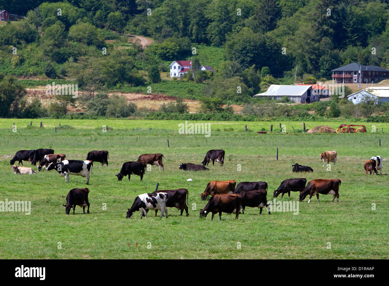 Dairy cows graze on farmland near Tillamook, Oregon, USA. Stock Photo