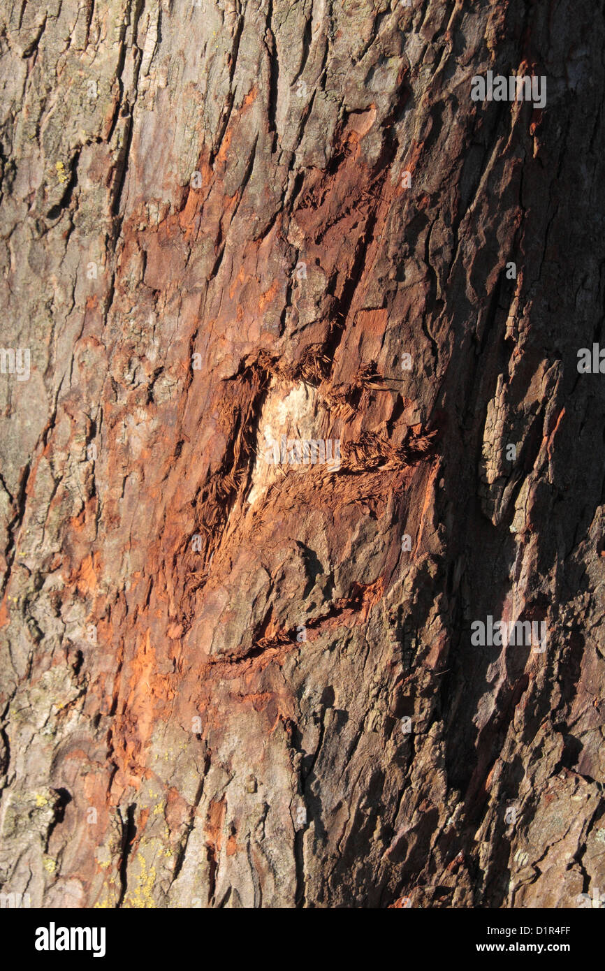 Damage to a horse chestnut tree done by the antlers of deer in Bushy Park, near Kingston, UK. Stock Photo