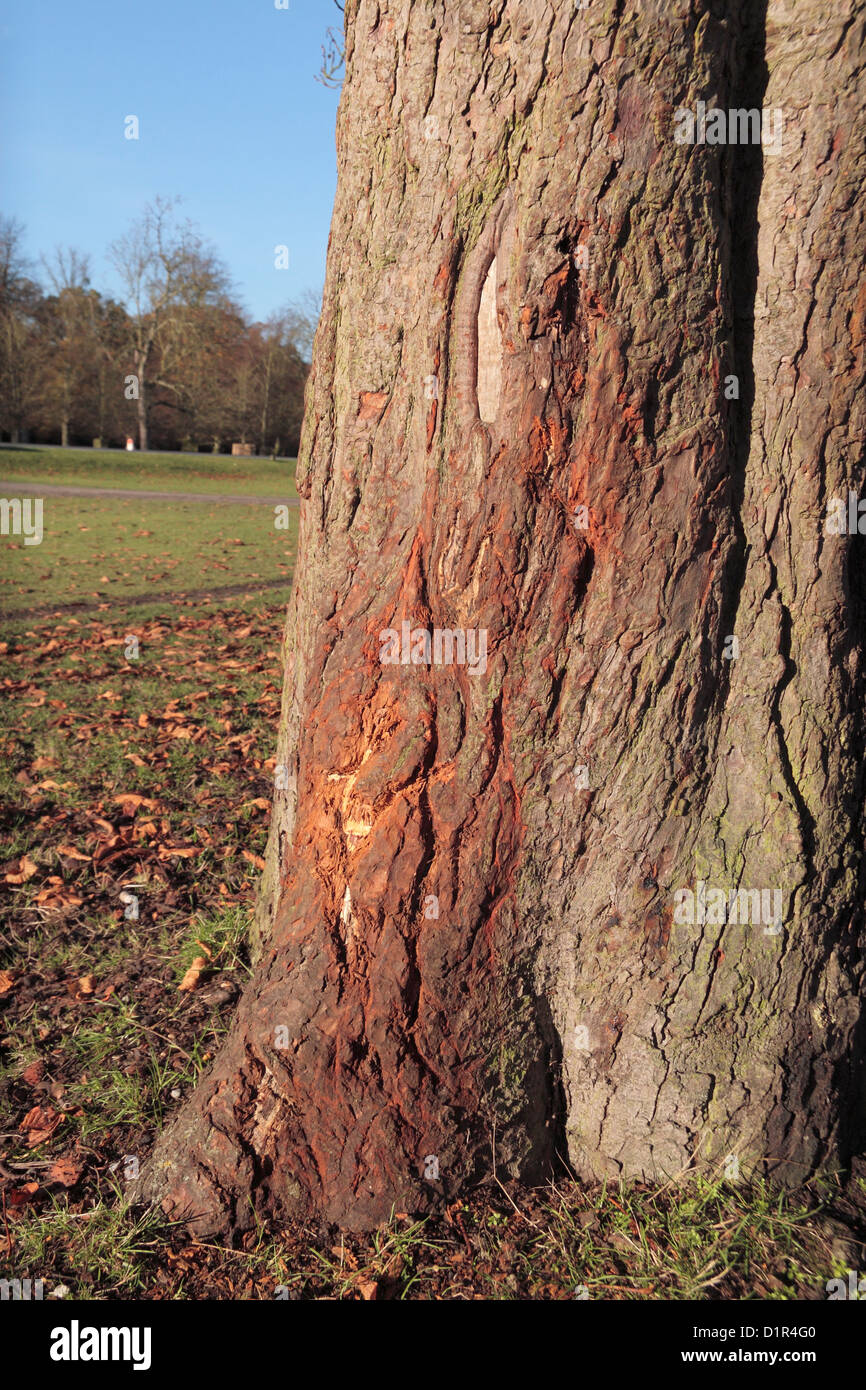 Damage to a horse chestnut tree done by the antlers of deer in Bushy