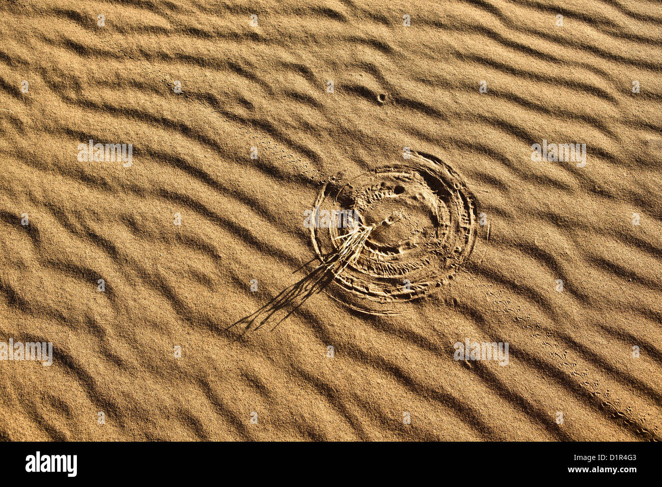 Morocco, M'Hamid, Erg Chigaga sand dunes. Sahara desert. Detail ripple-marks. Little bush making marks in sand due to wind. Stock Photo