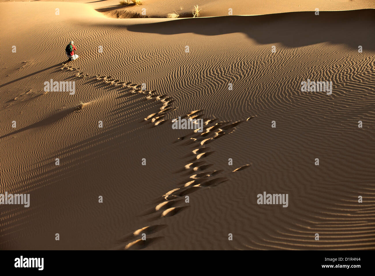 Morocco, M'Hamid, Erg Chigaga sand dunes. Sahara desert. Detail ripple-marks. Tourist. Stock Photo