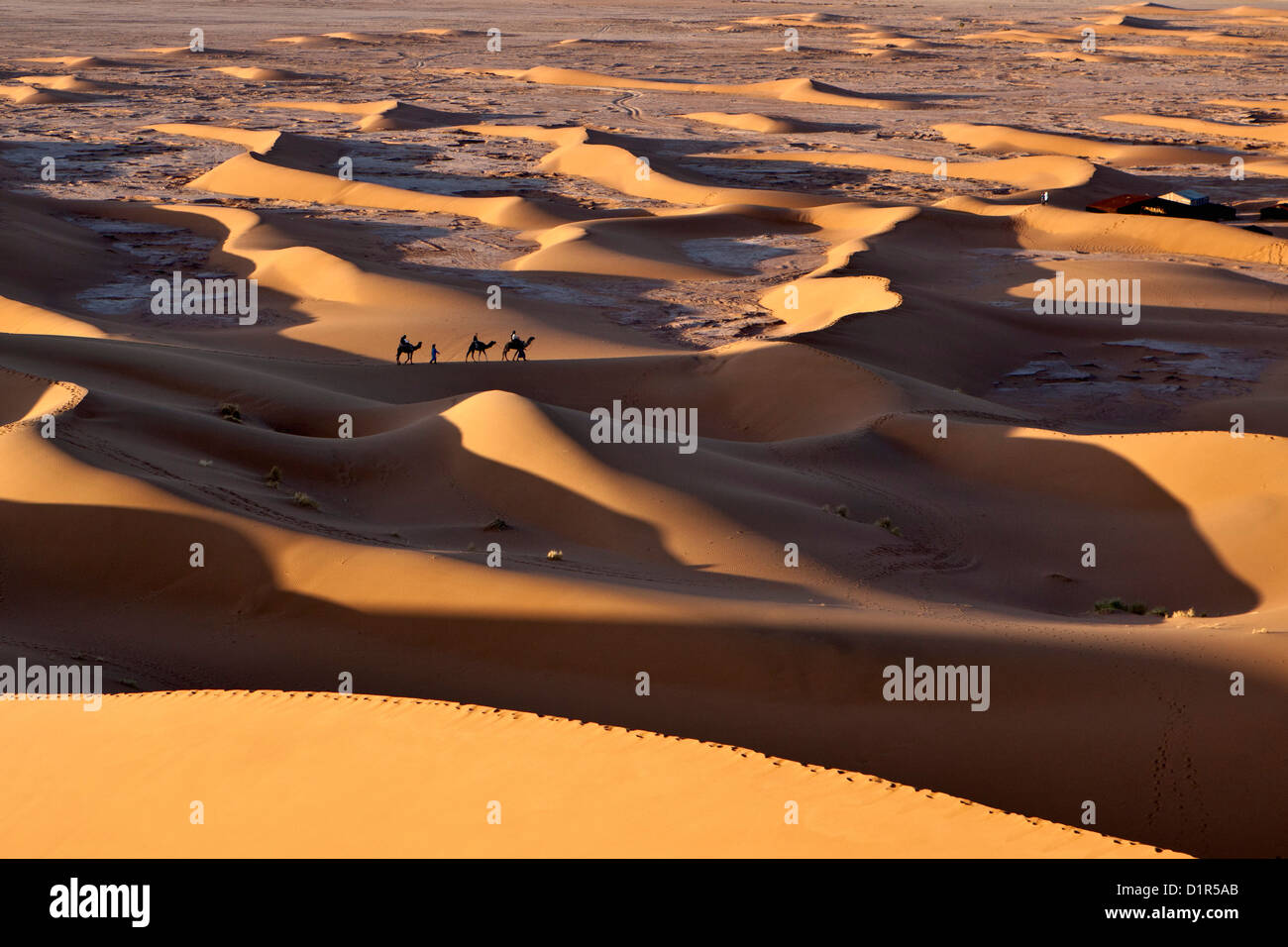 Morocco, M'Hamid, Erg Chigaga sand dunes. Sahara desert. Camel-drivers, camel caravan and tourists arriving at tourist camp. Stock Photo