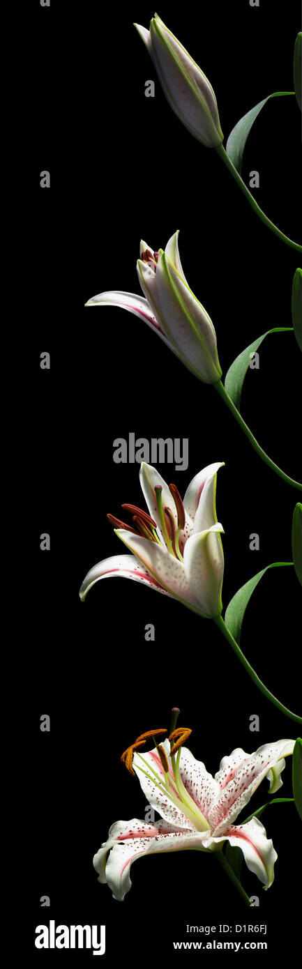 Time-lapse series of a lily flower opening Stock Photo
