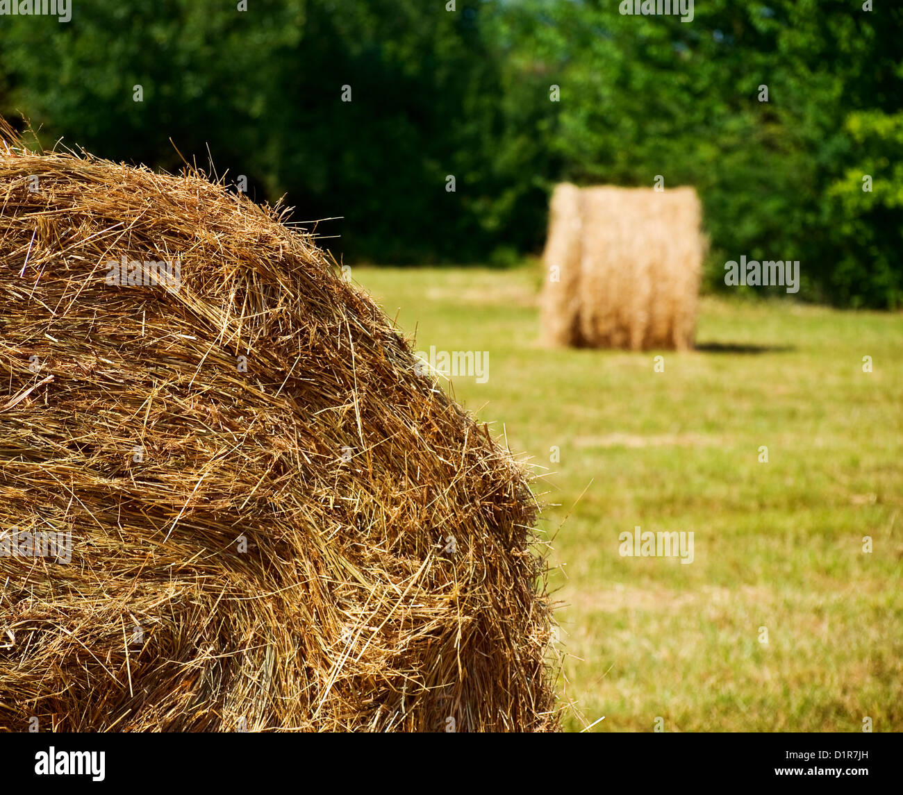Round straw bales in harvested fields Stock Photo - Alamy