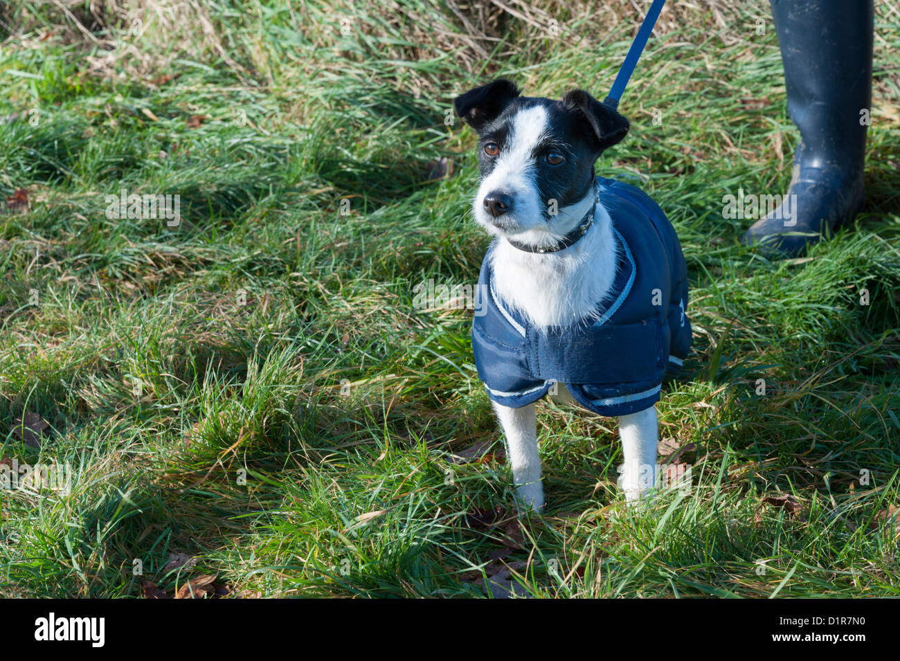 A jack russell terrier dog wearing a blue coat on a lead looking