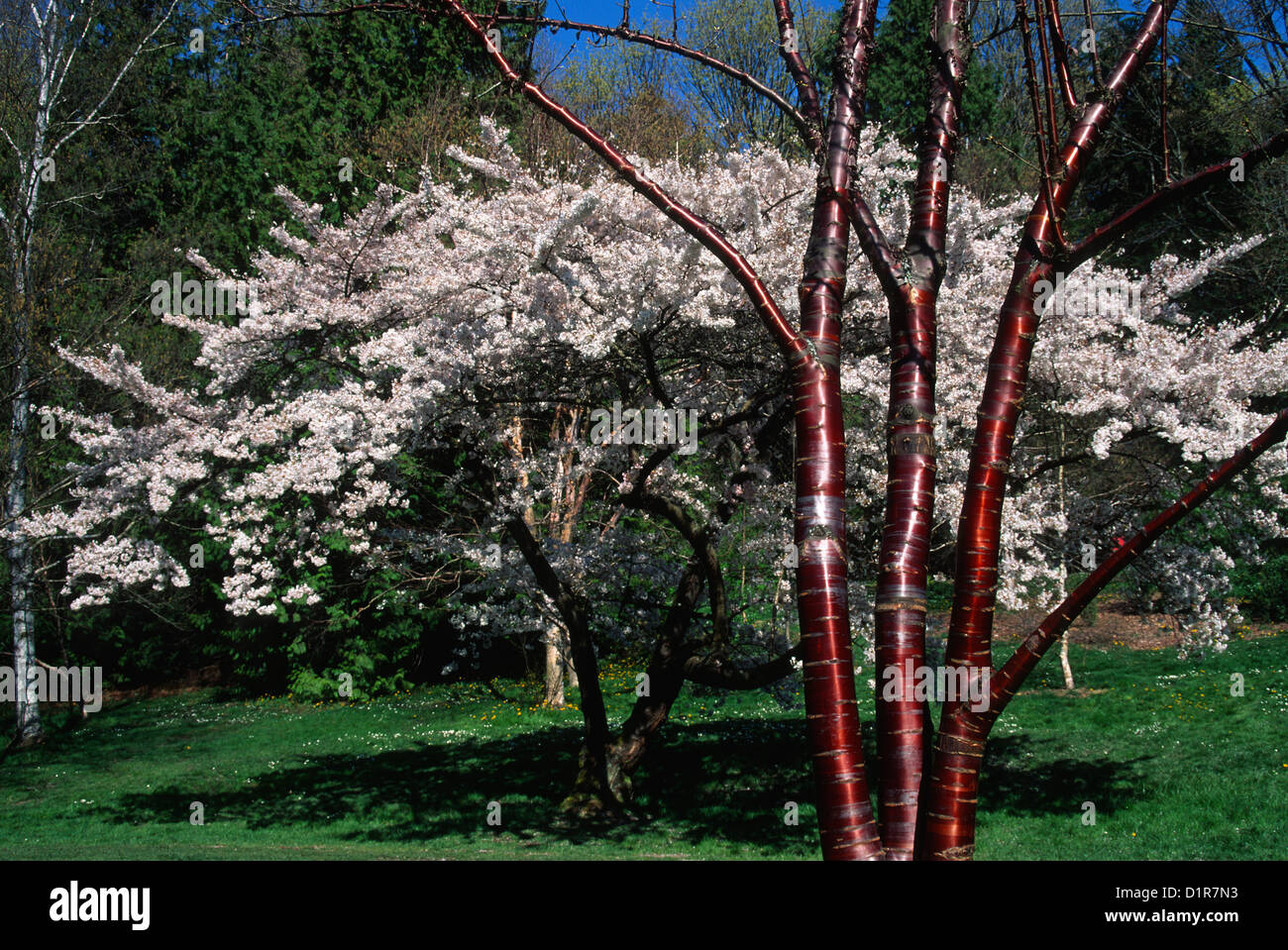 Blossoms in Arboretum, Seattle, WA Stock Photo