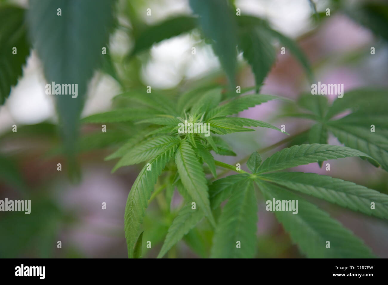Cannabis plants, marijuana, growing in pots in back yard Stock Photo