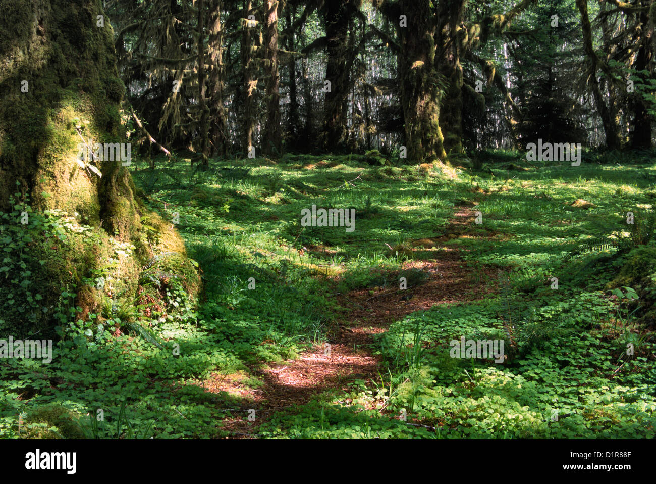 Hoh Rain Forest, Forks, Wa Stock Photo Alamy