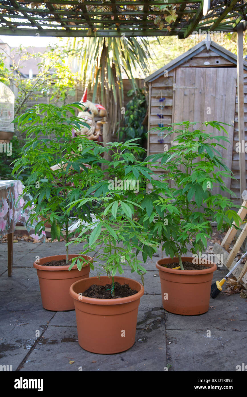 Cannabis plants, marijuana, growing in pots in back yard Stock Photo
