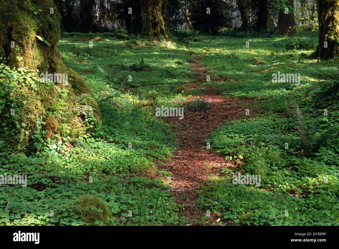 Hoh Rain Forest, Forks, Wa Stock Photo Alamy