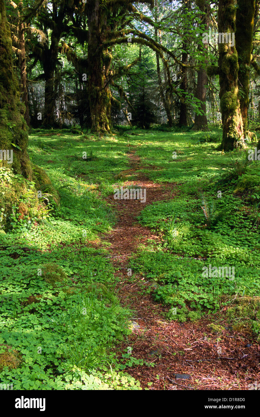 Hoh Rain Forest, Forks, Wa Stock Photo Alamy