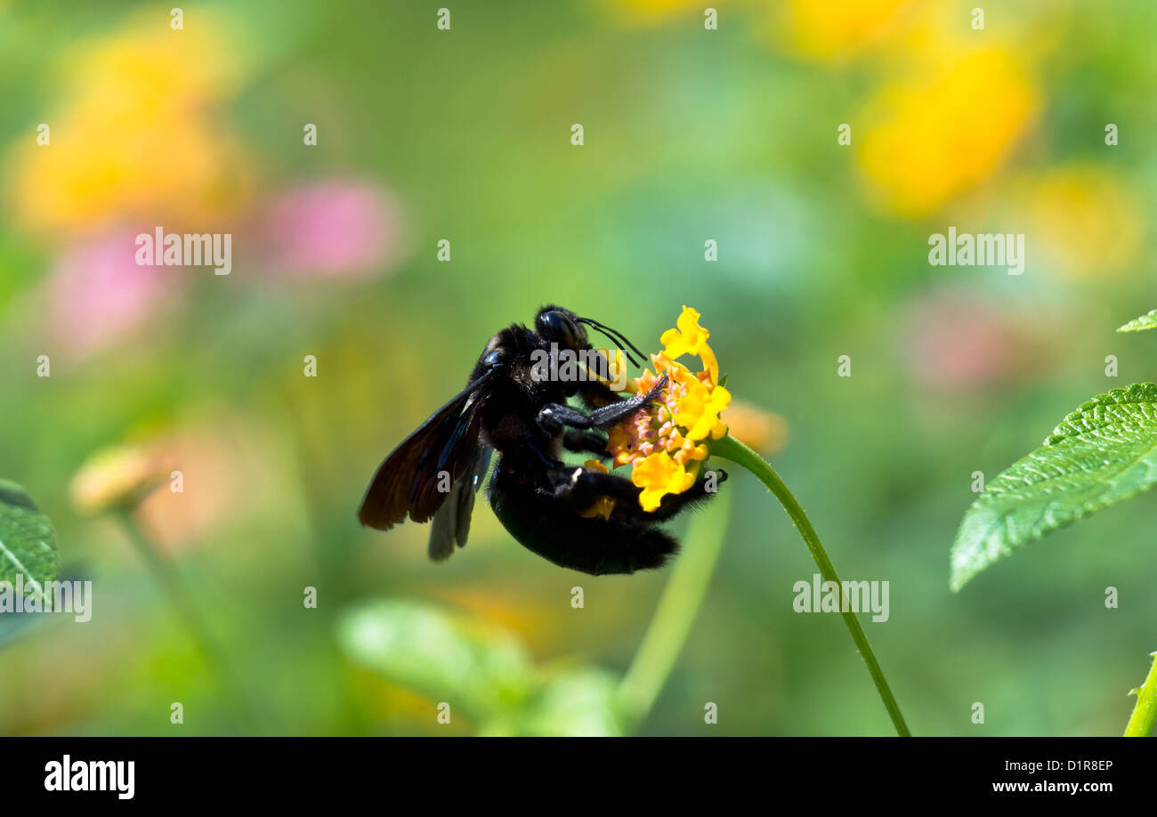 A carpenter bee collecting pollen (Xylocopa Stock Photo Alamy