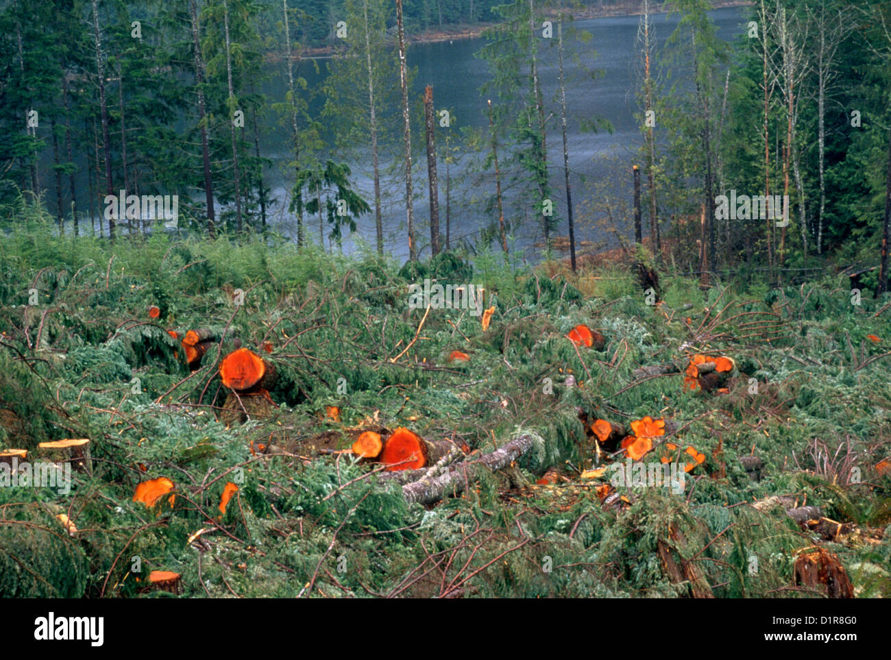 Clear Cut Forest Stock Photo