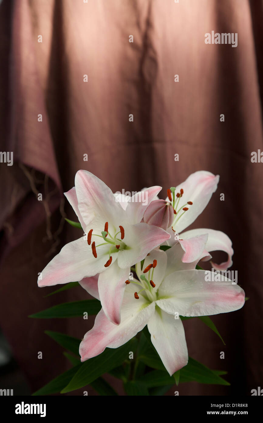 Still life of a Lilly Stock Photo - Alamy