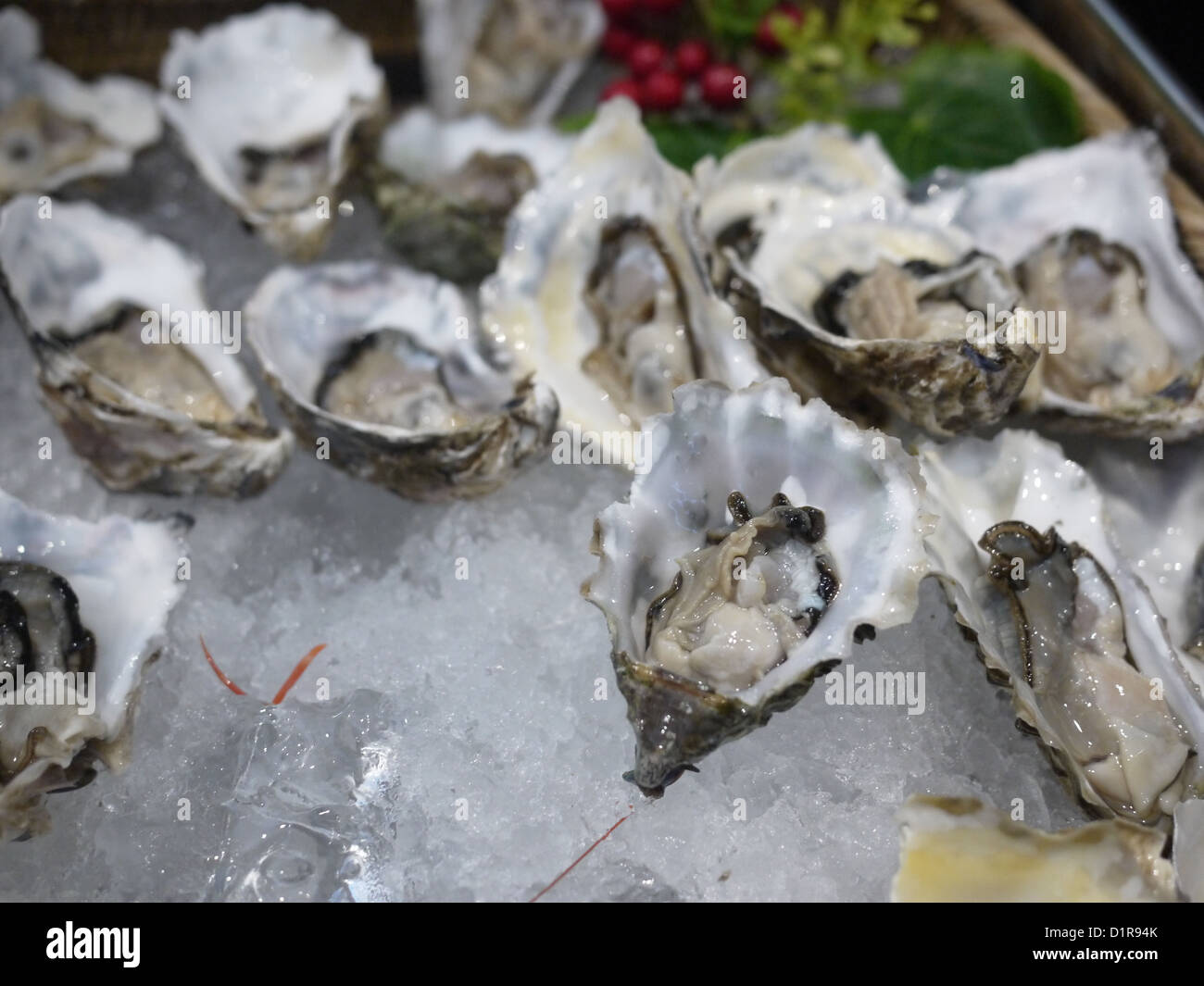 raw oyster cold oysters Stock Photo