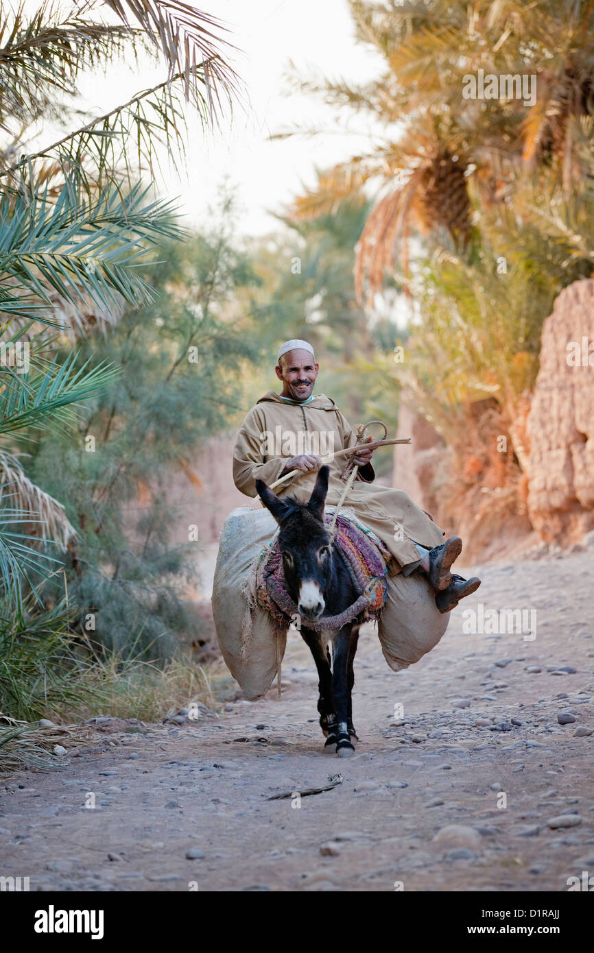 Morocco, near Zagora, Man on donkey in oasis. Stock Photo