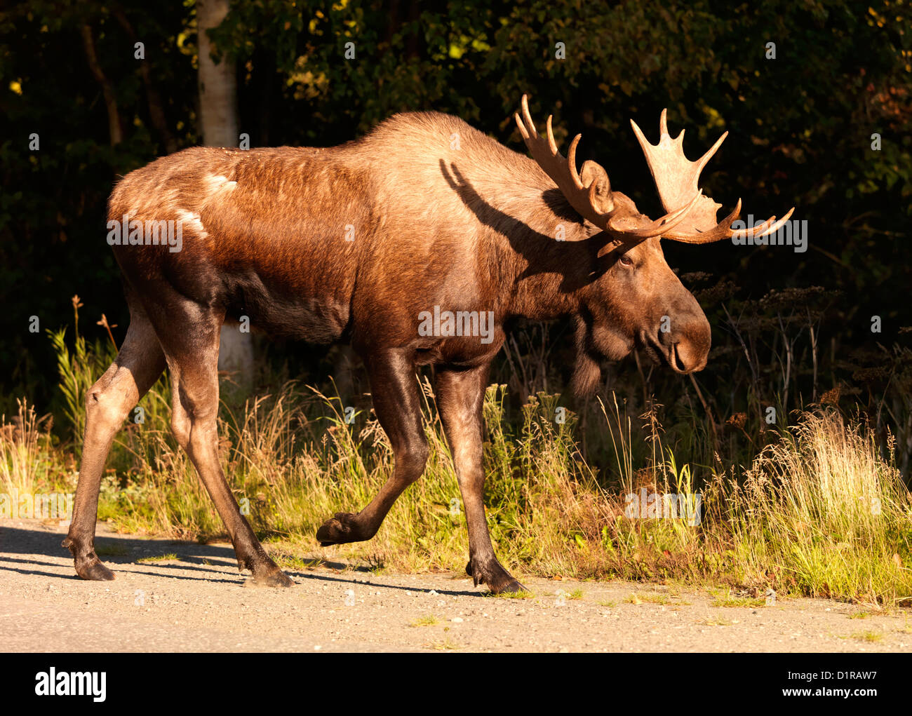 Wild Moose walking about in the Anchorage area of Alaska. This young bull Moose is feeding on the fresh green grass of spring Stock Photo
