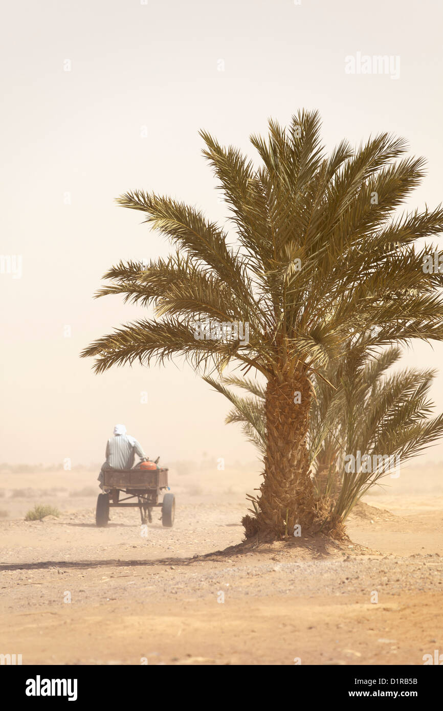 Morocco, M'Hamid, Man and donkey cart in sandstorm. Palm trees. Stock Photo