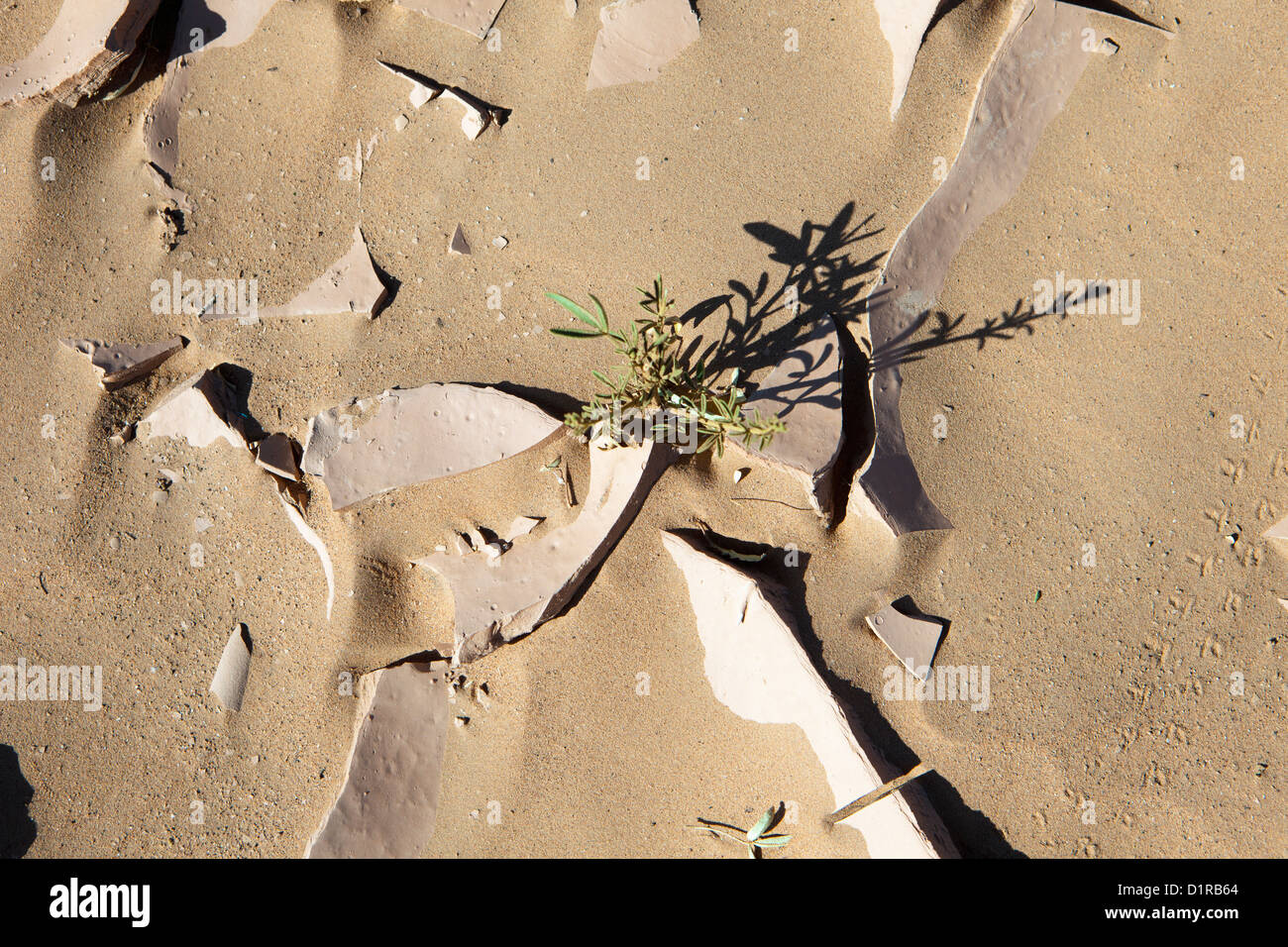 Morocco, M'Hamid, Dry earth and little plant. Stock Photo