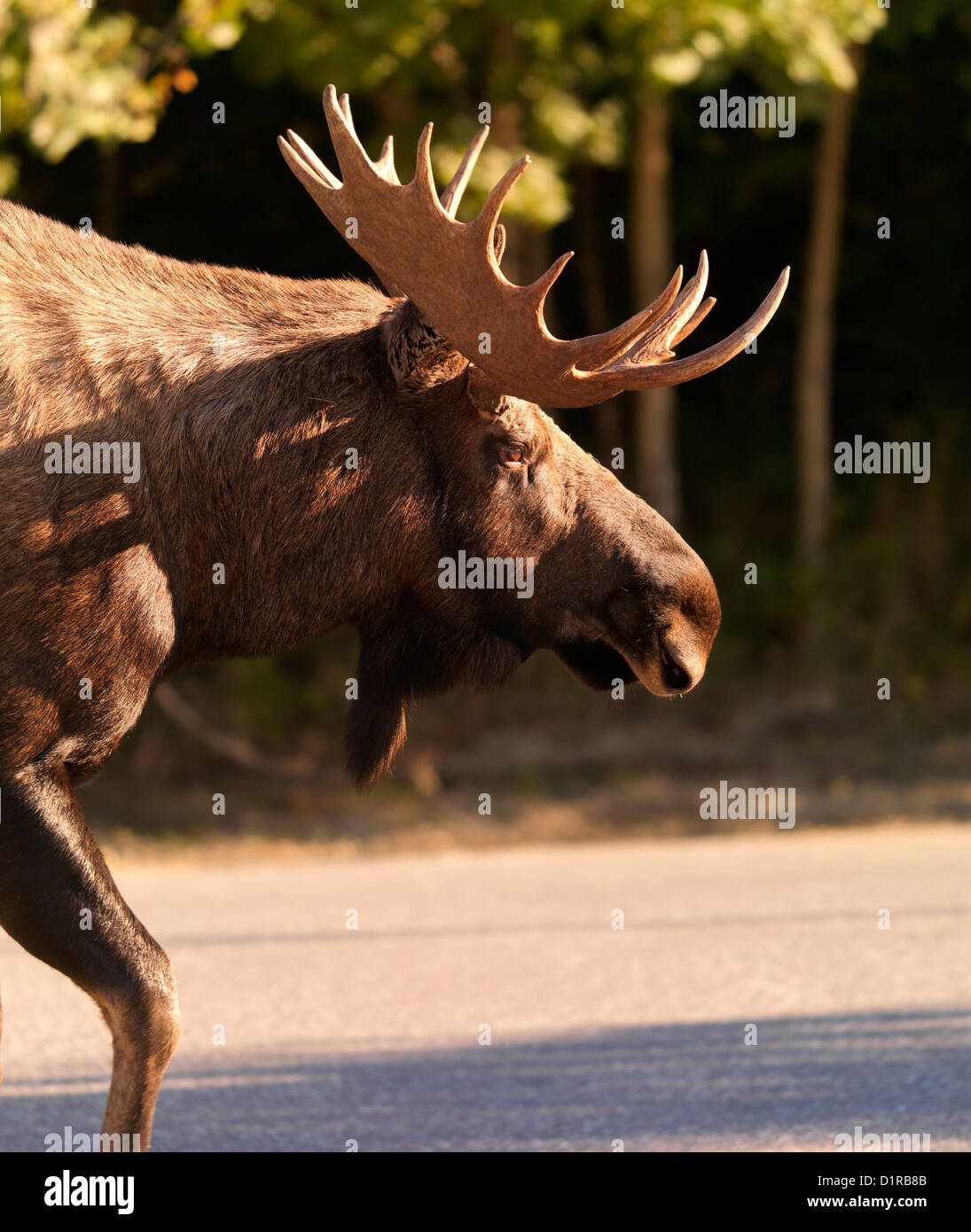 Wild Moose walking about in the Anchorage area of Alaska. This young