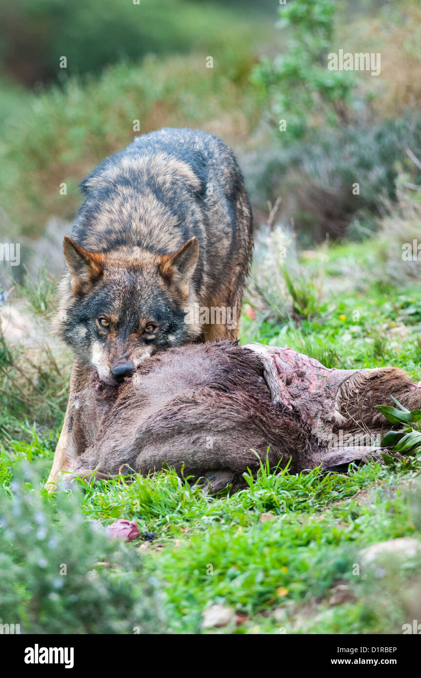 Iberian wolf eating a deer Stock Photo Alamy
