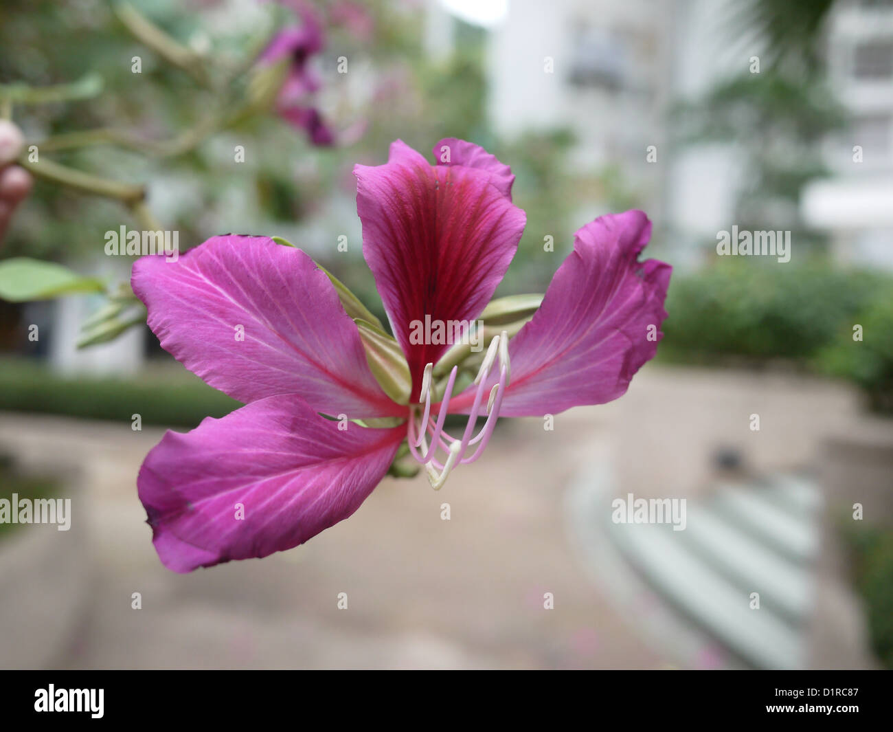 Hong Kong Purple Flower "Bauhinia blakeana Stock Photo Alamy