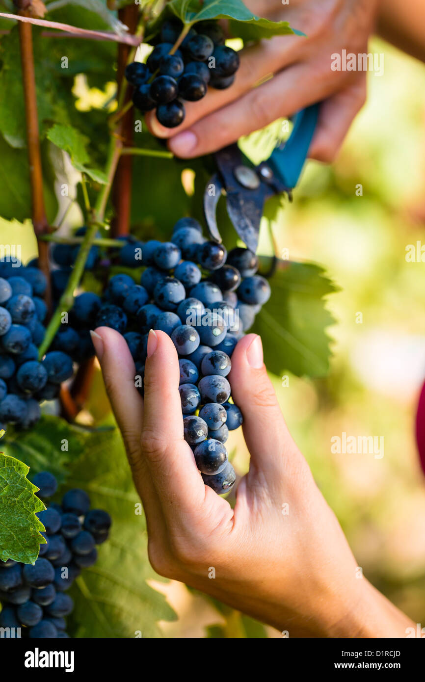 Winemaker woman picking grapes at harvest time in the sunshine Stock Photo