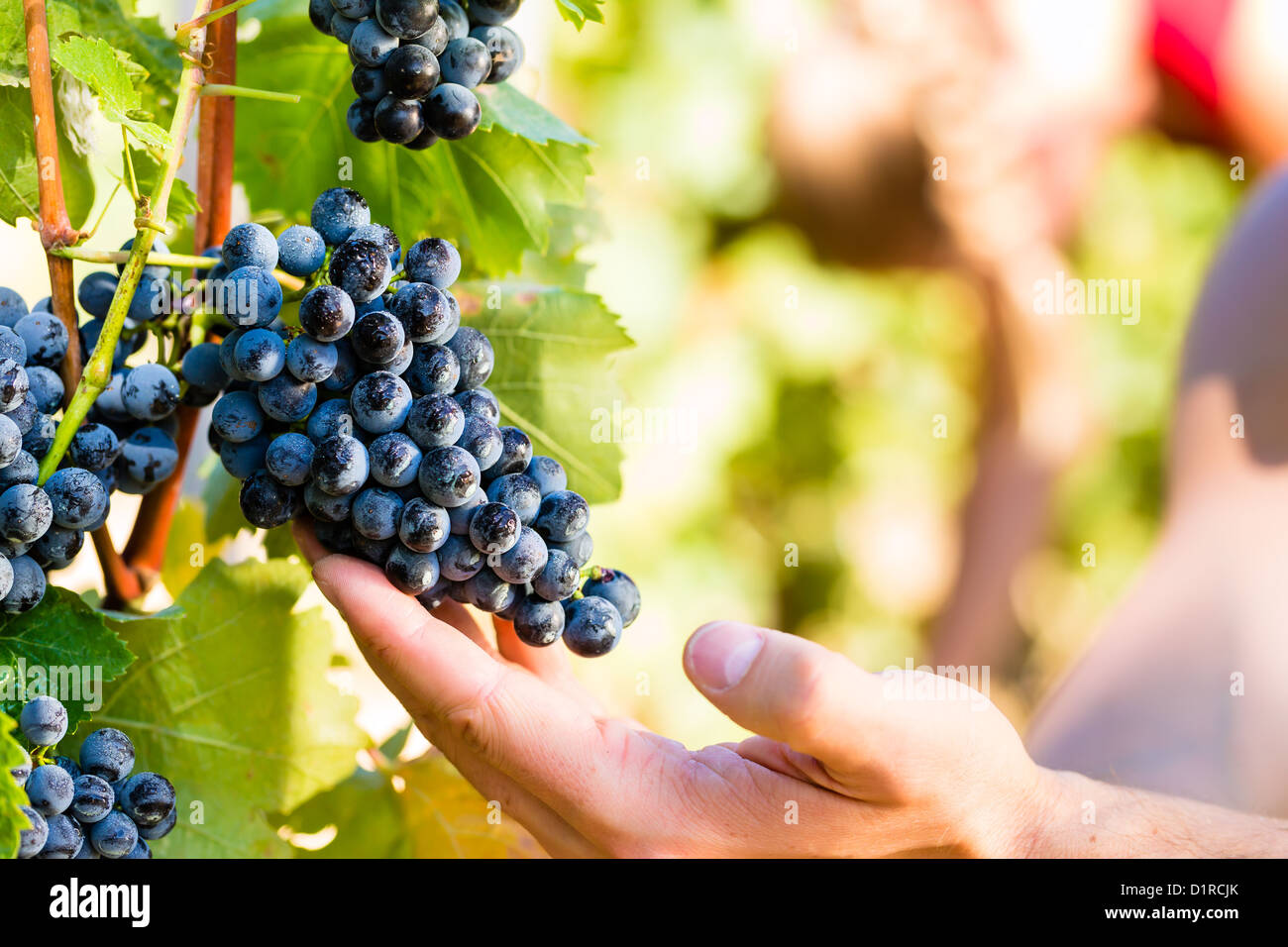 Winemaker man picking grapes at harvest time in the sunshine Stock Photo