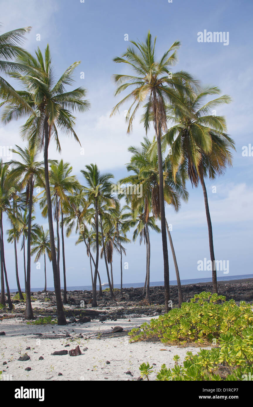 Coconut palm trees growing on mixed sand and lava beach, Puuhonua O
