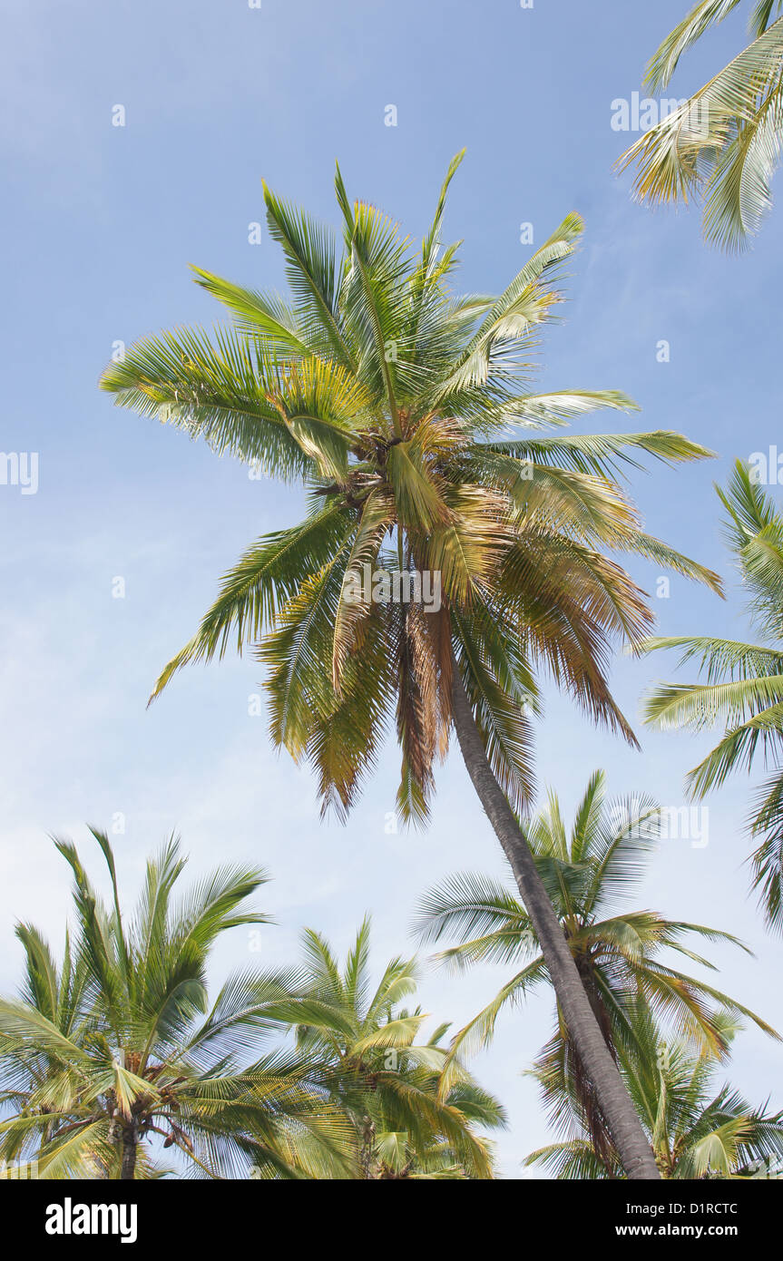 Singles in honaunau napoopoo hawaii