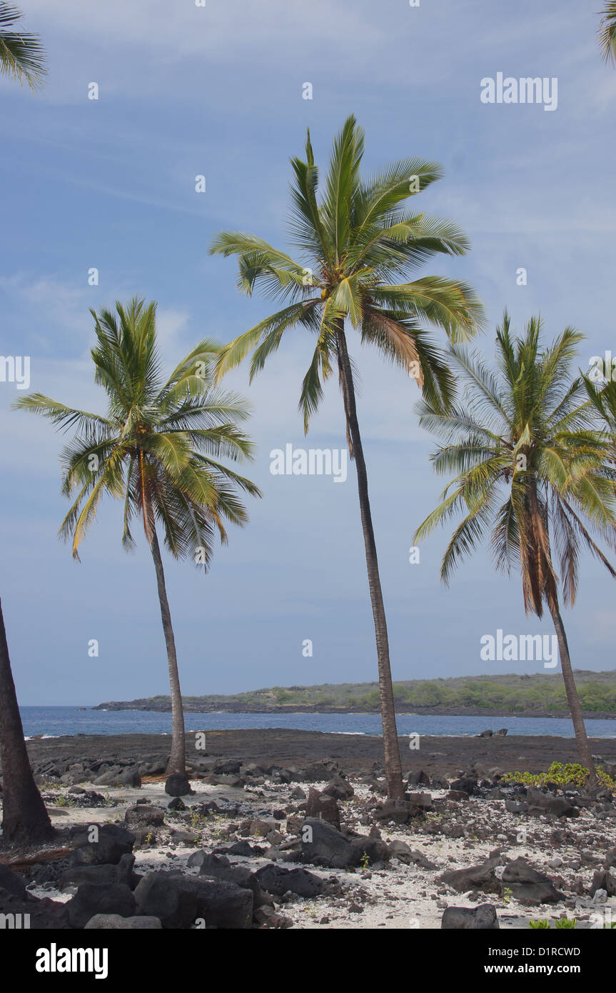 Coconut palm trees growing on mixed sand and lava beach, Puuhonua O Honaunau Place of Refuge National Park, Hawaii  Stock Photo