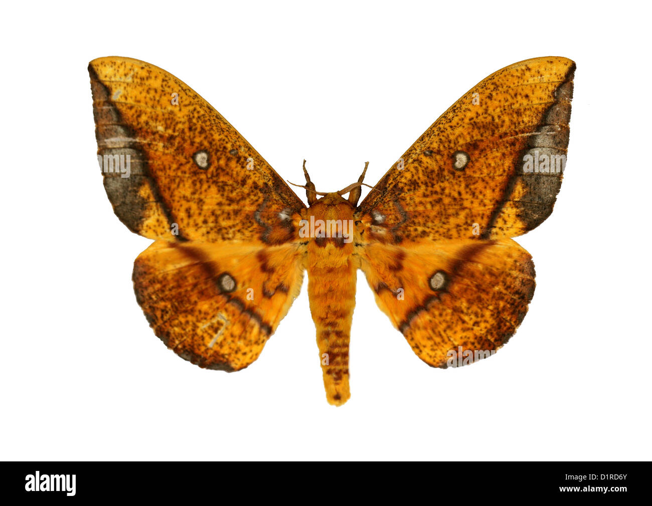 Eacles penelope, Ceratocampinae, Saturniidae, Lepidoptera.  A moth of the Saturniidae family.  Ecuador, South America. Stock Photo