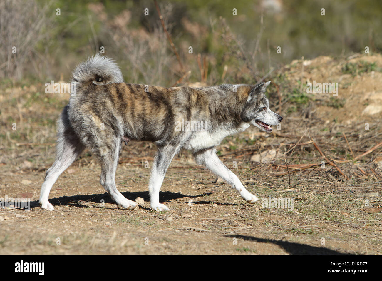 Dog Akita inu  / Japanese Akita adult brindle walking Stock Photo