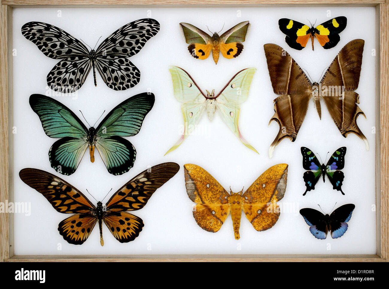 A Collection of Tropical Butterflies and Moths in a Display Case. Stock Photo