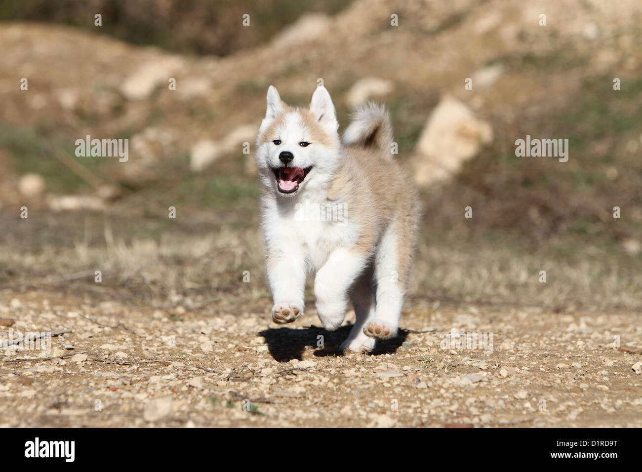 Dog Akita inu  / Japanese Akita puppy fawn running Stock Photo