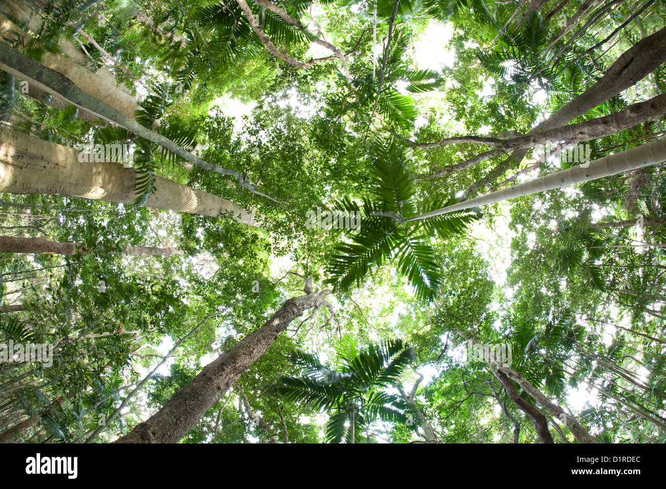 Dry Rainforest Canopy on Whitsunday Island North Queensland Australia Stock Photo