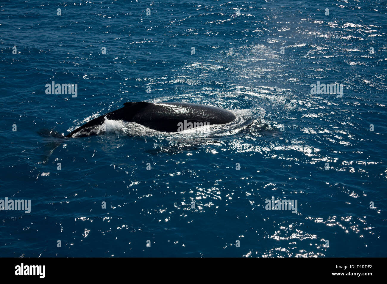 Humpback Whales Swimming Around Blue Pearl Bay Hayman Island Stock