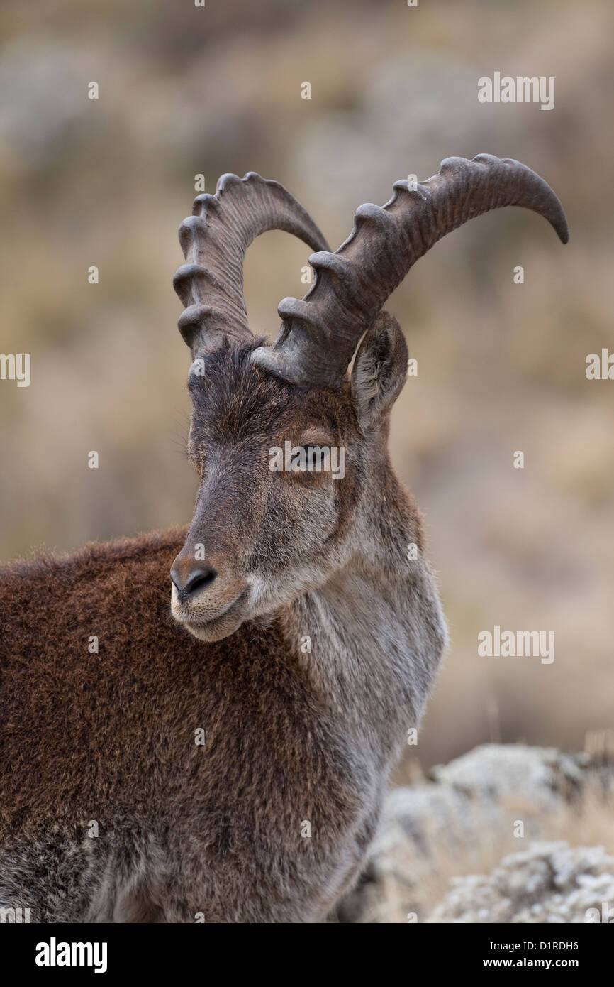 A endangered male walia ibex (Capra walie) in the Semien Mountains of Ethiopia Stock Photo