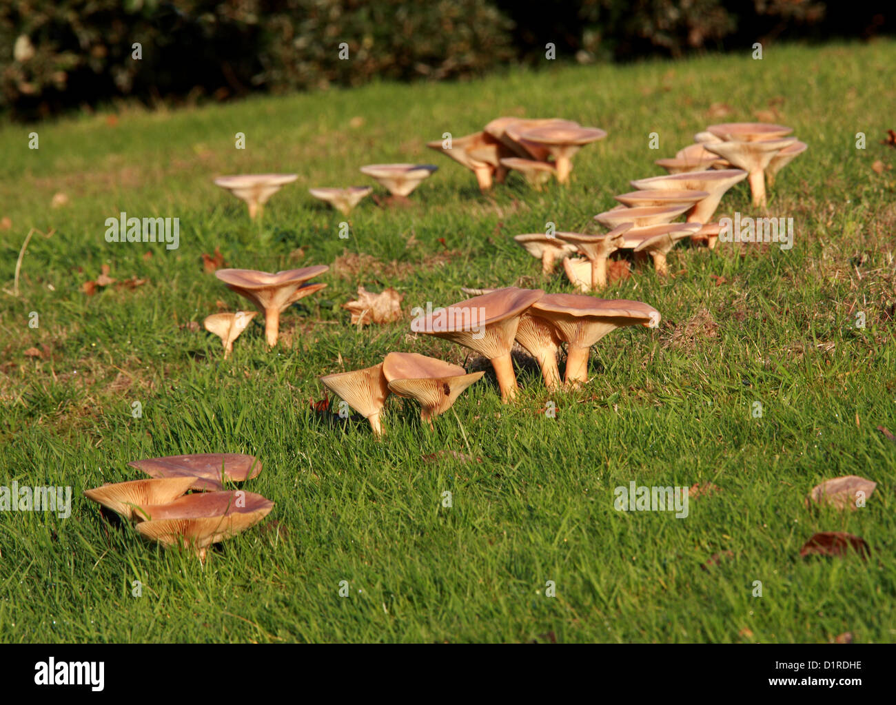 Common Funnel Fungus, Clitocybe gibba, Tricholomataceae. Part of a Large Ring Growing on a Grass Lawn. Stock Photo
