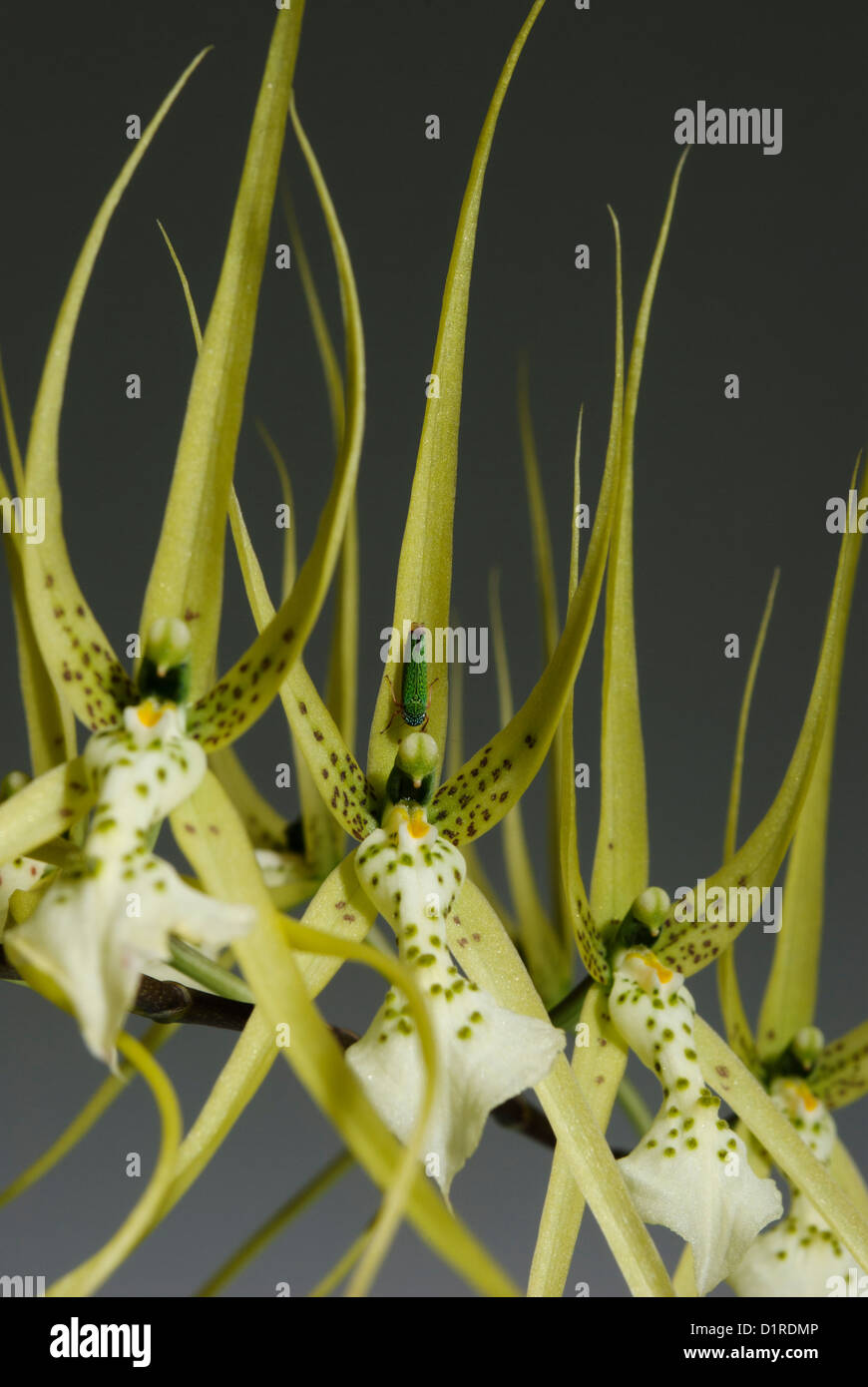 Orchid Brassia verrucosa with an insect on center flower Stock Photo