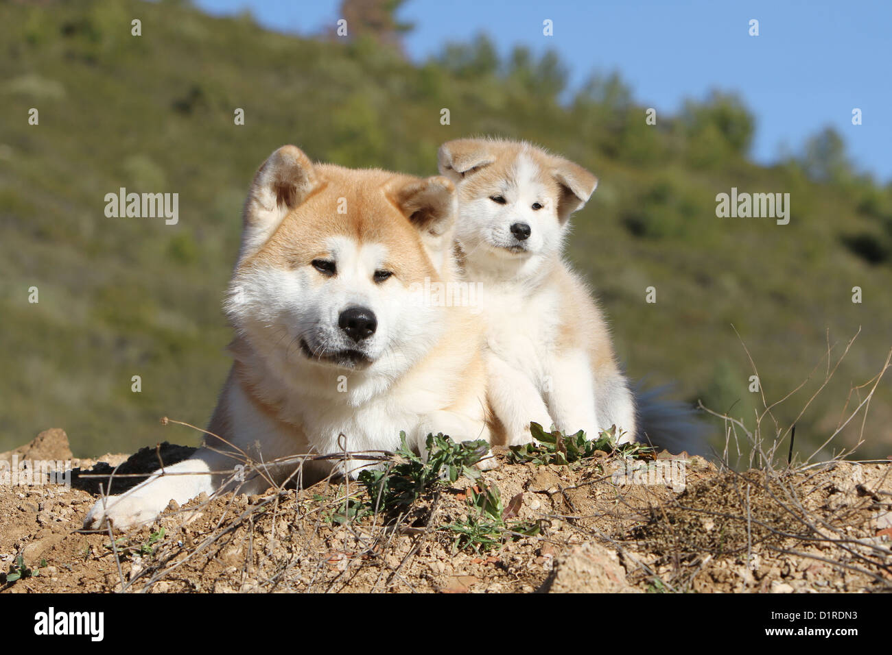 Dog Akita inu / Japanese Akita adult and puppy / puppies lying down