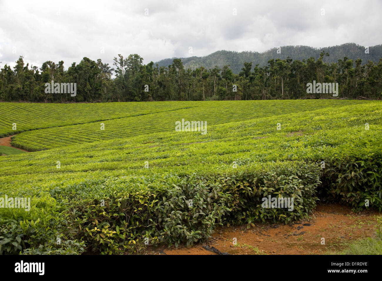 Tea Plantation Queensland Australia Stock Photo Alamy