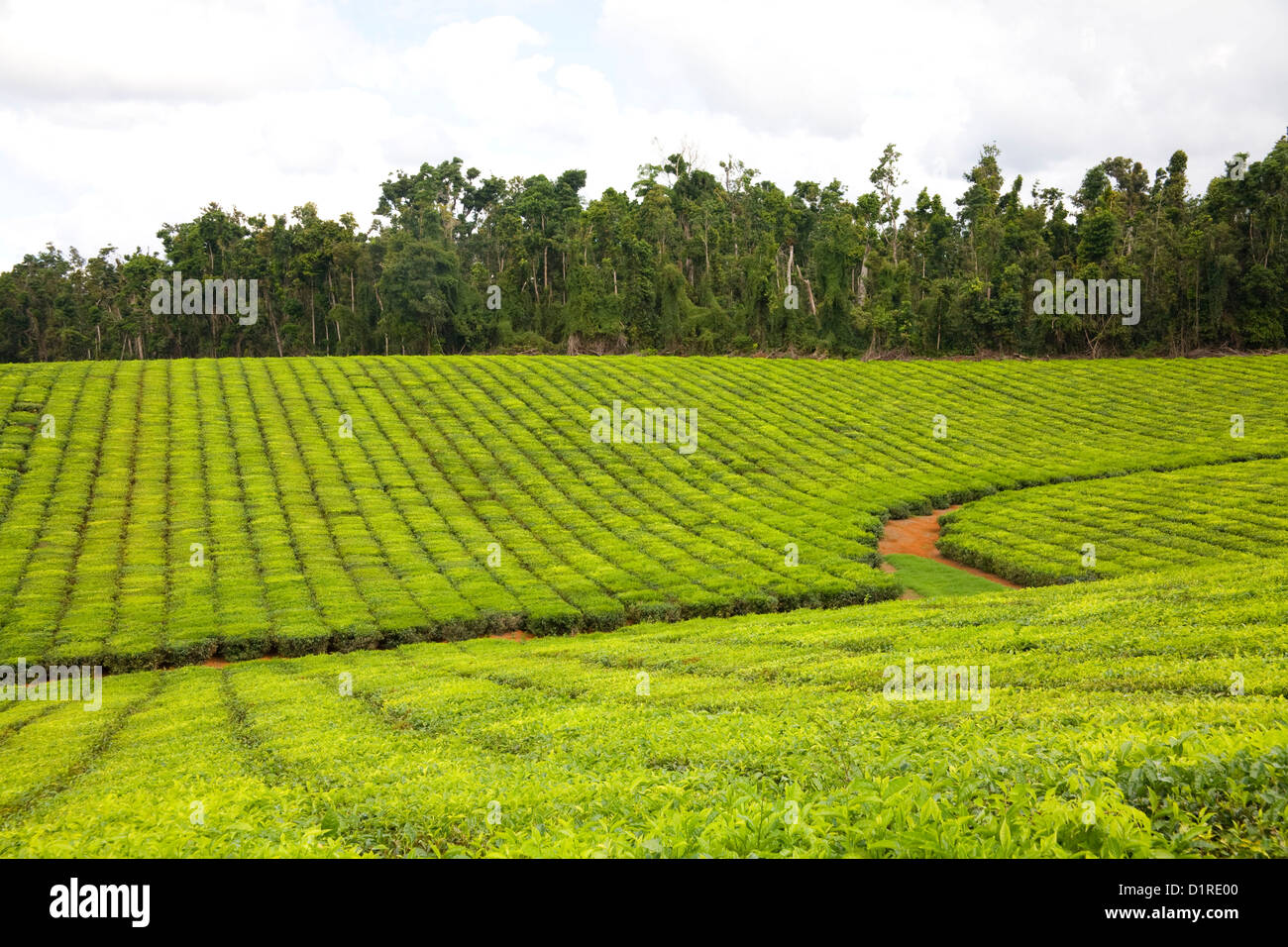 Tea Plantation Queensland Australia Stock Photo Alamy