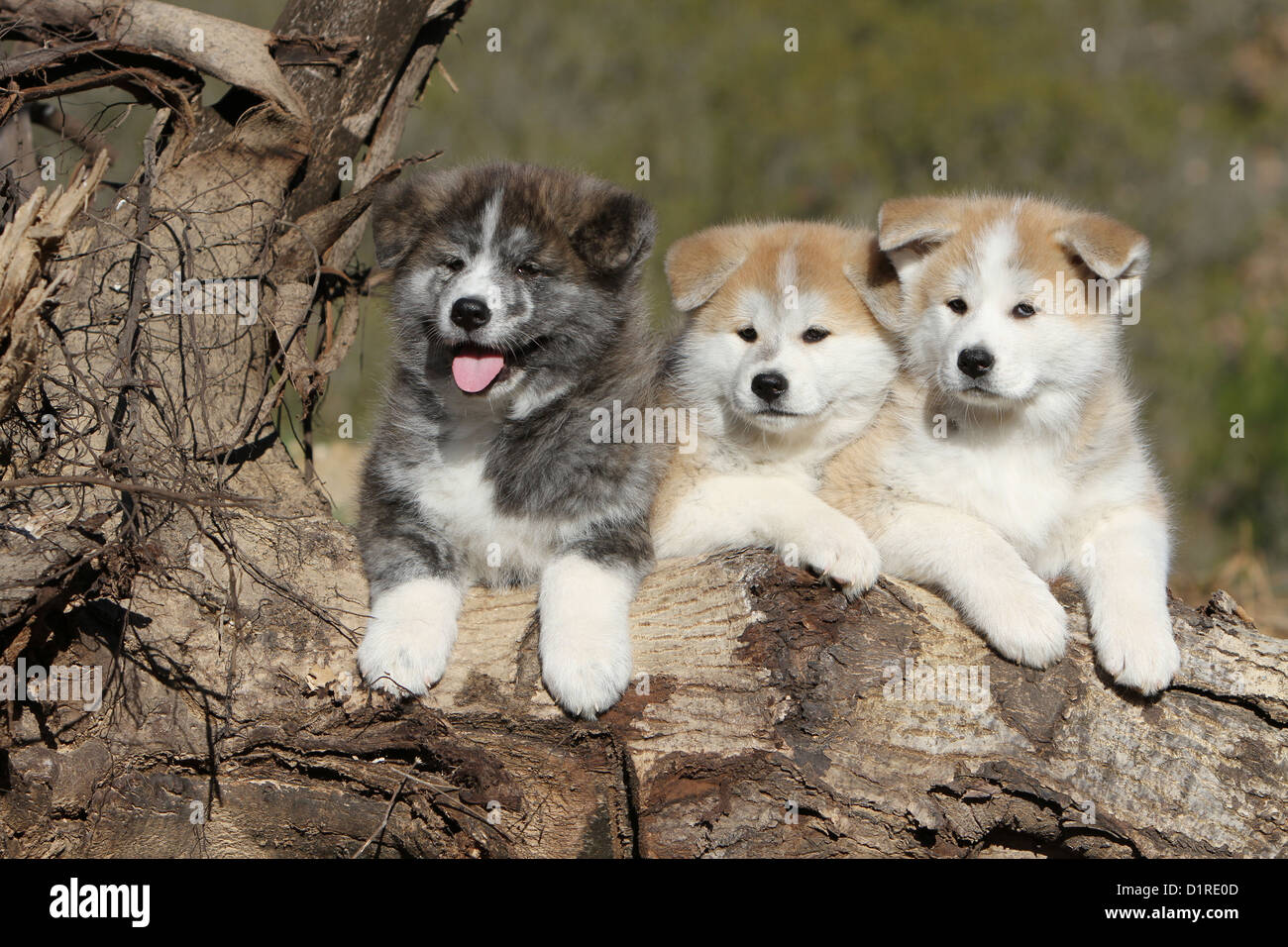 Akita inu cheap kijiji