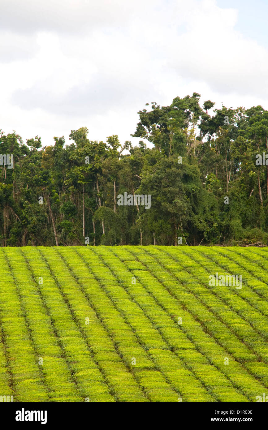 Tea Plantation Queensland Australia Stock Photo Alamy