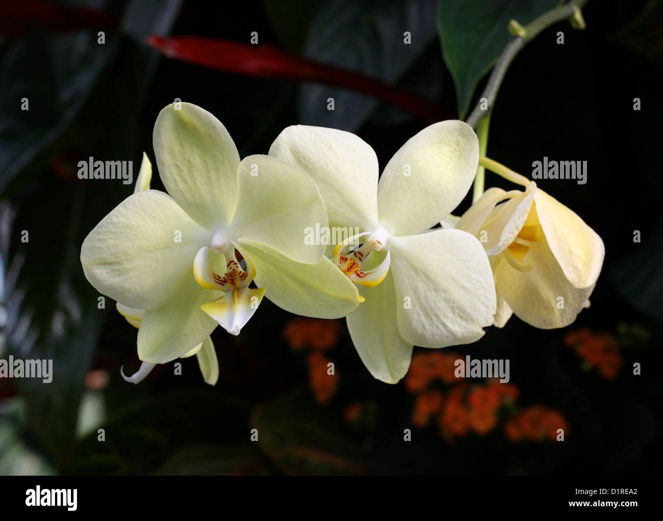 Pale Yellow Moth Orchid, Phalaenopsis Hybrid Cultivar, Orchidaceae. Stock Photo