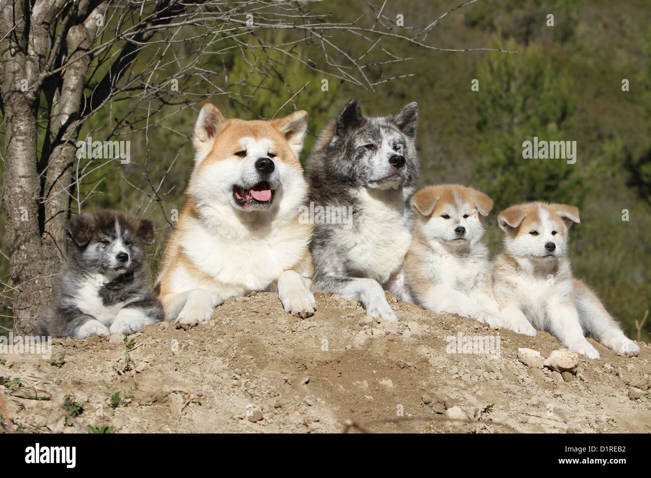 Dog Akita inu  / Japanese Akita adult and puppies lying down family group Stock Photo